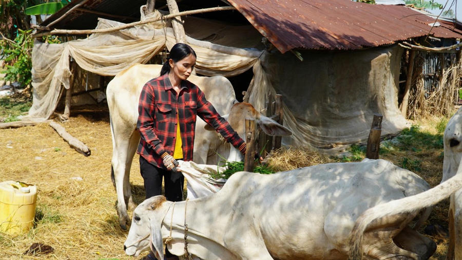 Nhiều hộ dân thoát nghèo nhờ mô hình nuôi bò