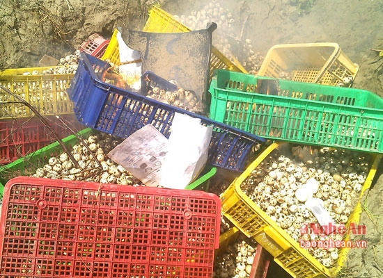 Toàn bộ số trứng gia cầm bị thu giữ không có nguồn gốc xuất xứ.