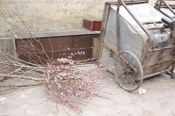 Những lao công ở dọn vệ sinh cho biết thêm, việc dọn những xác đào này cũng phải qua rằm tháng giêng mới tạm hết.