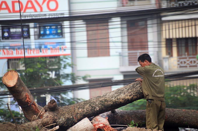  Tương tự, trên đường Láng đoạn sát ngã tư Cầu Giấy một số cây xà cừ cổ thụ cũng bị đốn hạ, cưa thành nhiều khúc.