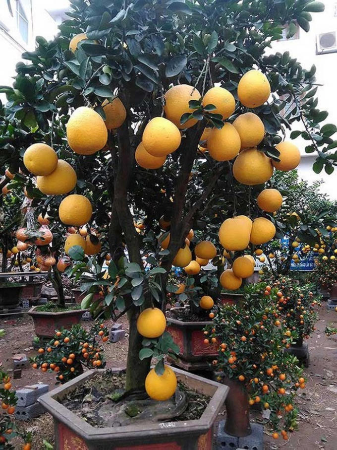Cây mai đỏ (trên) và cây bưởi Diễn. Ảnh: INTERNET