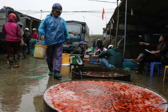 Anh Minh (lái xe chở cá từ Phú Thọ lên Hà Nội) cho biết: “Giá cá chép đỏ loại 25-30 con/1 kg mua tại ao chỉ có giá 55-60 nghìn đồng.