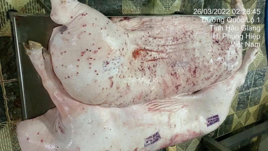 Hình ảnh lợn bị bệnh của Công ty C.P nhưng vẫn được cán bộ thú y đóng dấu đủ điều kiện lưu thông trên thị trường. Ảnh: Lê Quý Nhân