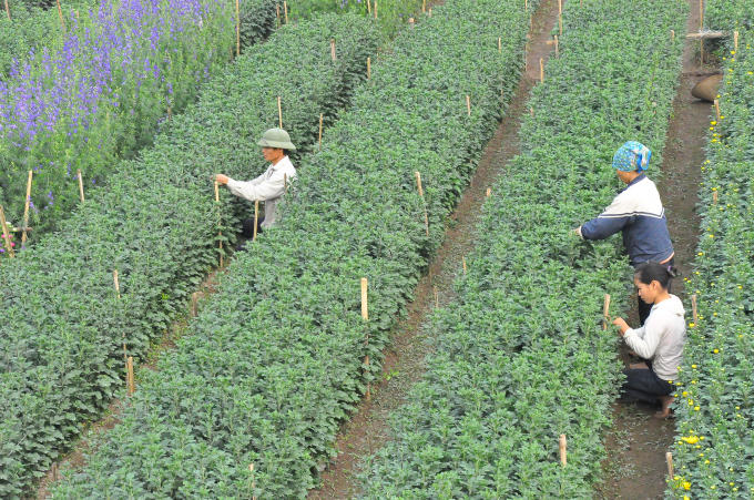 Các nghệ nhân trồng hoa đang chăm sóc tỉ mỉ từng gốc hoa, mong một mùa bội thu.
