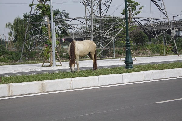 Đàn ngựa ngang nhiên ăn cỏ trên giải phân cách giữa con đường hiện đại bậc nhất Thủ đô.