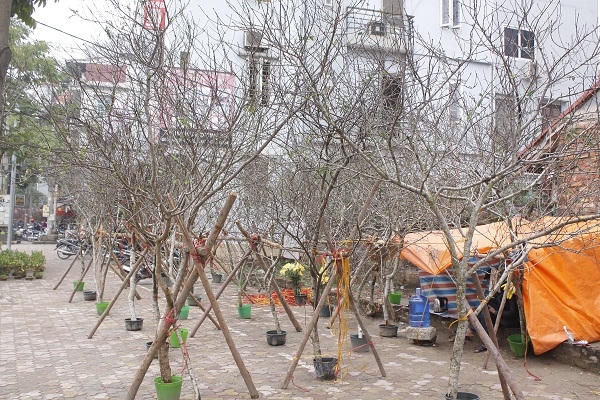 Chi Thu Hương, một người bán đào rừng tại chơ hoa Quảng An (Tây Hồ, Hà Nội) cho biết: