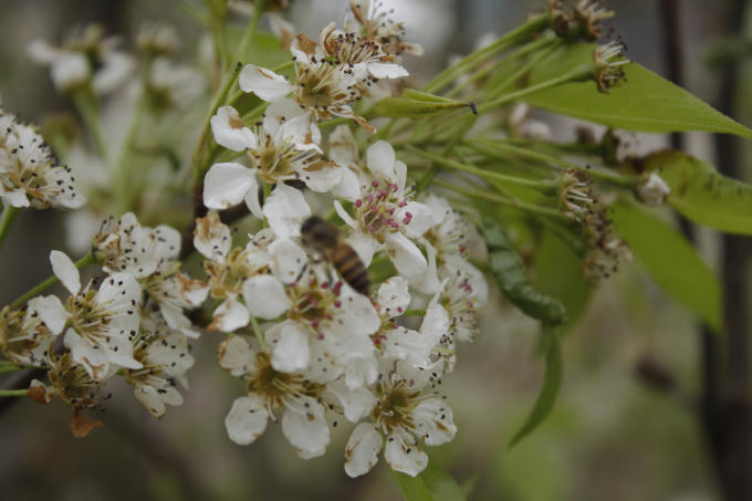 Cận cảnh hoa l&ecirc; trắng tinh kh&ocirc;i khoe sắc giữa l&ograve;ng Thủ đ&ocirc;