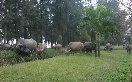 Khuôn viên cây xanh hai bên đường bị đàn trâu giày xéo (ảnh Duy Ngợi).