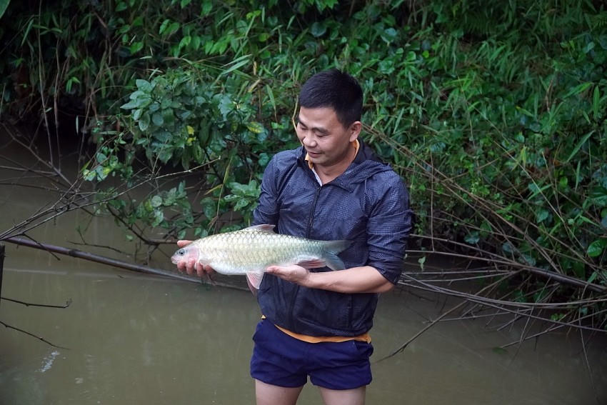 Cá Bỗng là loài cá được nuôi ở ao có nước suối tự nhiên chảy liên tục, loài cá này lớn rất chậm.

			(Ảnh: Phàn Họ)
