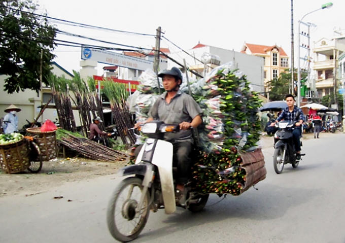 Người dân vẫn phải chấp nhận bán hoa ly với giá bèo bọt.