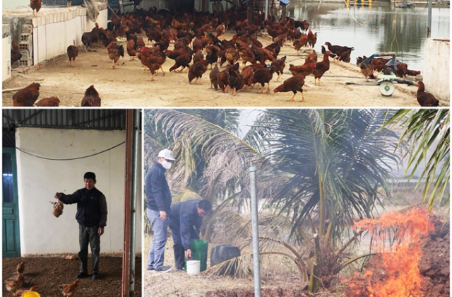 Quảng Ninh: Gần 1.000 con gà bị nhiễm cúm gia cầm H5N6 được đưa đi tiêu hủy