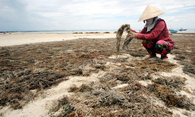 Mỗi mùa rong mơ, một gia đình ở xã đảo Tam Hải thu nhập hơn 50 triệu đồng, đây là nguồn thu khá, ông Trò thông tin.