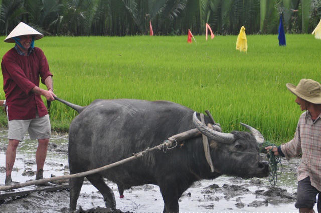 Cả du khách và người nuôi trâu đều thích thú