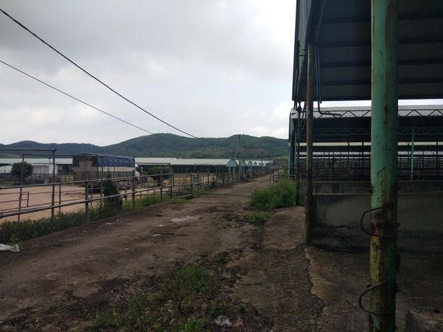 Tổng cộng có 65 chuồng nuôi nhốt rộng lớn được thi công bằng nhà khung mái tôn như thế này.  Một cán bộ thú ý từng công tác ở đây cho biết, cách đây 3 năm, hệ thống chuồng nuôi nhốt này từng nuôi nhốt 15.000 con bò/năm (bằng 6% so quy mô dự án), Cty Bình Hà vỗ béo từ 3-4 tháng rồi xuất bán. Thế nhưng từ tháng 6/2017, công ty không nhập thêm bò. Đầu năm 2018 số bò còn khoảng 500 con và đến nay 65 chuồng trại này không còn bất kỳ một con bò nào. .