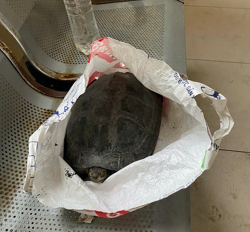 Rùa được bày bán khắp nơi.