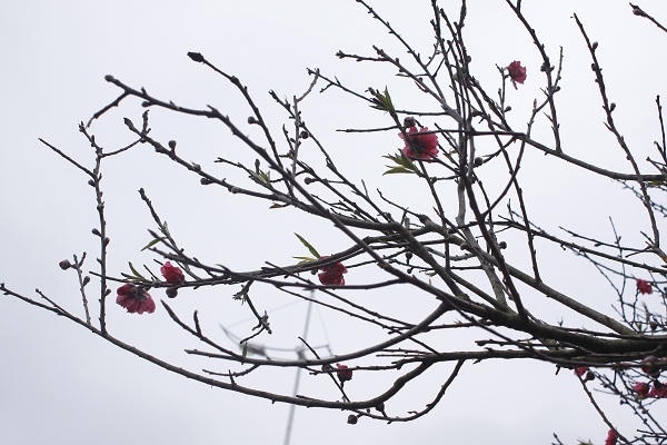 Những bông hoa đào đỏ thắm khoe sắc trên nền trời. Ảnh: Như Trường