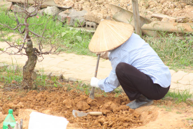 Người làm vườn đào cỏ gấu, giữ sạch đất để phát triển đào.