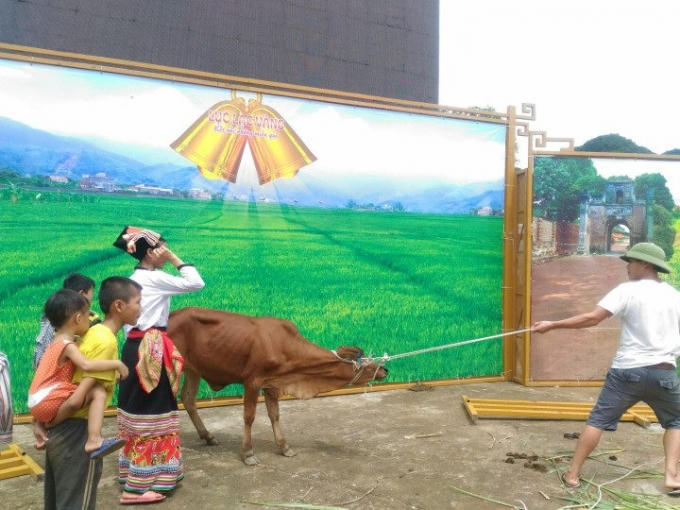 Cặp bò của chương trình đã mở ra tương lai tươi sáng cho những hộ dân nghèo