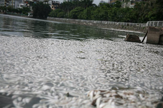 Đoạn qua vườn hoa Lạc Long Quân, nơi có lượng cá chết nhiều nhất.