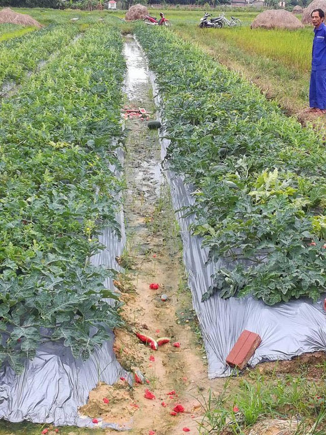 Nhiều quả dưa bị kẻ xấu đập nát tại ruộng.