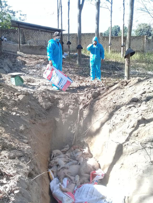 Tiêu hủy gần 1.000 con heo vì dịch lở mồm long móng