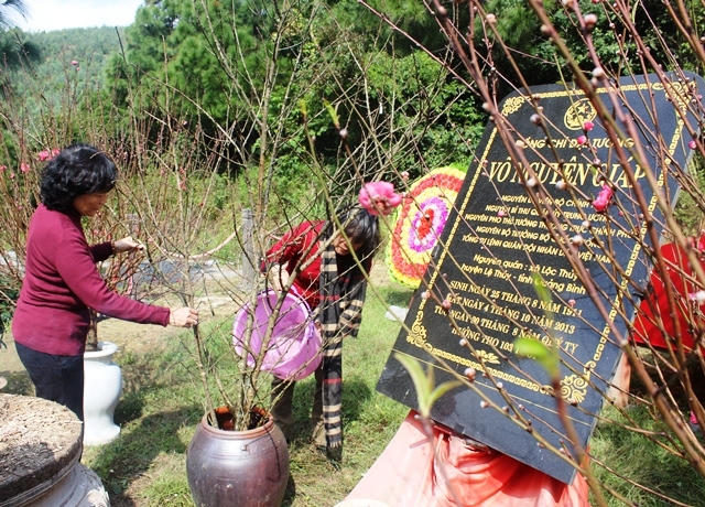 Những cành đào, cành mai khoe sắc bên mộ Đại tướng.