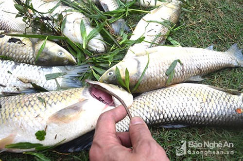 Cá do người dân nuôi quanh các hồ gần nơi đập vỡ chết khá nhiều. (Ảnh: Báo Nghệ An)