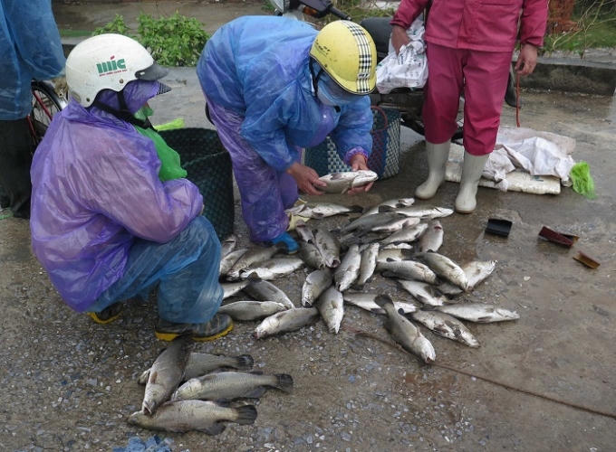 Chợ cóc được lập ngay gần đê, đường dân sinh để bán cá vừa mới chết. Ảnh: CTV Hải An.