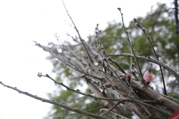 Đào rừng tuy không có dáng thế nhưng người chơi vần thích mua vì nó là đào tự nhiên không qua bàn tay con người tác động vào. Ảnh: Như Trường