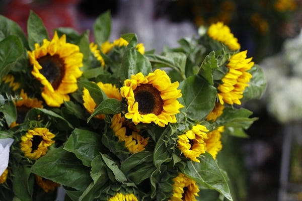 Hoa Hướng Dương, màu vàng là màu của tình bạn, sự tận tâm, niềm vui hoặc thậm chí điều ước cho sự khởi đầu mới.