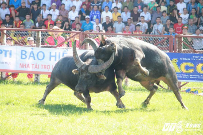 2 ''ông trâu" lao vào nhau với những ngón đòn dũng mãnh, cực hiểm như: hổ lao, đánh dập đầu, cáng hầu, móc mắt, móc mí...