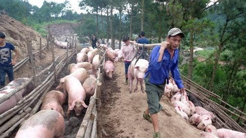 Đứng trước tình trạng rớt giá tiêu thụ khó khăn, nhiều hộ chăn nuôi khu vực ĐBSCL đã tự “giải cứu” bằng cách làm thịt heo đem ra vỉa hè bán.