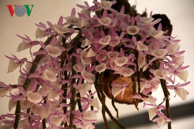 Rực rỡ hương sắc lan rừng Lai Châu