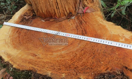 Một gốc pơ mu vừa mới bị lâm tặc chặt hạ còn thơm phức mùi dầu
