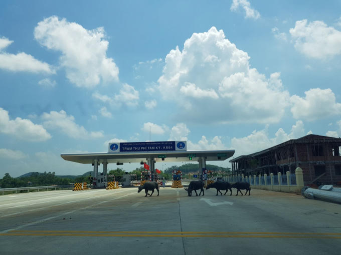 Đang đi với tốc độ cả trăm cây số, phương tiện phải giảm tốc vì thấy gia súc vô tư đi qua ngay trước cổng trạm thu phí Tam Kỳ, tỉnh Quảng Nam.