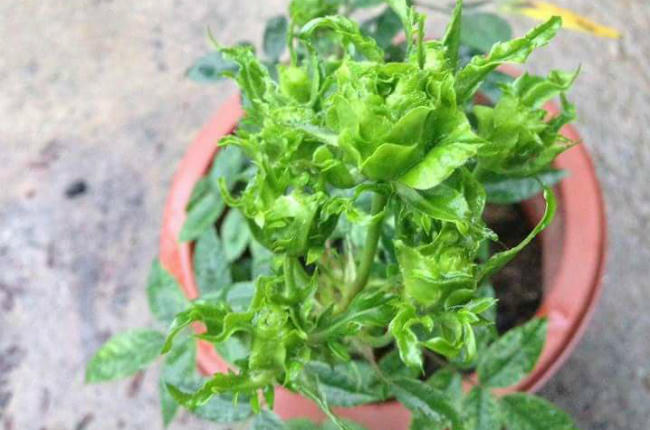 Chơi Tết xong, hồng xanh có thể đem ra trồng, chúng cũng rất dễ sống.