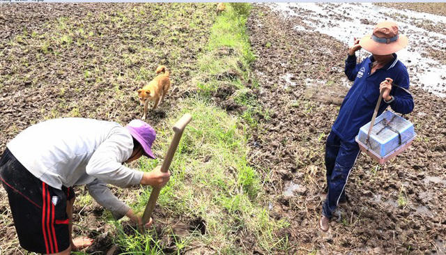 Khi ruộng lúa thu hoạch lúa xong, chuột đồng không còn nơi trú ẩn sẽ đào hang lẩn trốn. Vì vậy, những người săn chuột đồng cũng dễ dàng tóm gọn được chuột bằng cách đào hang hoặc gài rập.