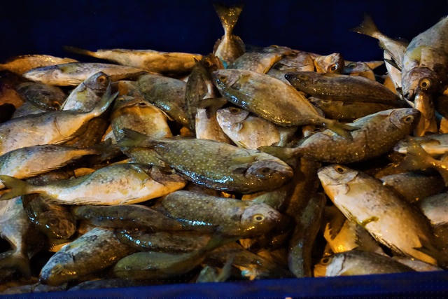 Cá cập cảng mùa này chủ yếu là cá ngừ, cá thu và cá kình… thi thoảng có tàu lại đánh bắt được một vài loại cá đặc biệt khác.