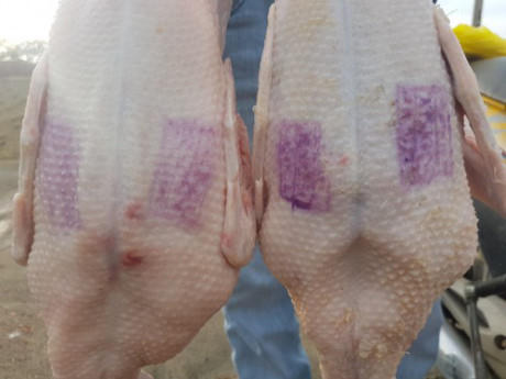 Hai con vịt đ&atilde; được