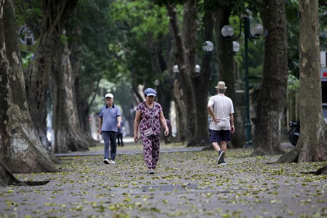 Người tập thể dục muộn dưới hàng cây sấu đang kỳ thay lá.