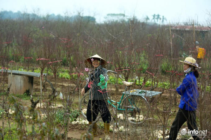 Bà Nguyễn Thị Mai (Thành Công, Ba Đình) cho biết, hoa đào là một trong những nét đặc trưng của ngày Tết. Gia đình nhà bà thường có thói quen mua đào Tết sớm để chơi Tết.