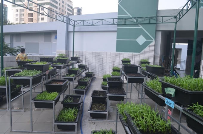 Vườn rau sau 3 tuần đã đi vào vụ thu hoạch đầu tiên trong niềm phấn khởi của thầy trò nhà trường.