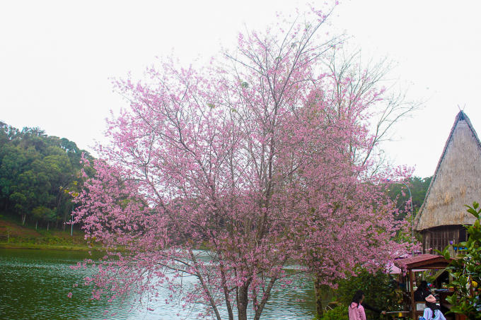 Những chàng lãng du và hay mơ mộng, những thi sỹ của đời thường cứ ngỡ đây là con đường dẫn vào núi Phú Sĩ.