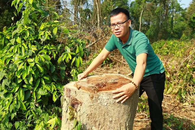 Một số cây rừng có đường kính lớn bị đốn hạ trong khu bảo tồn theo chỉ đạo của ông Mùi. (Ảnh: Nguyễn An)