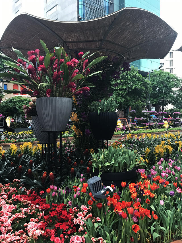 Các loại hoa lại rực rỡ khoe sắc sau mỗi đêm được chăm sóc cẩn thận