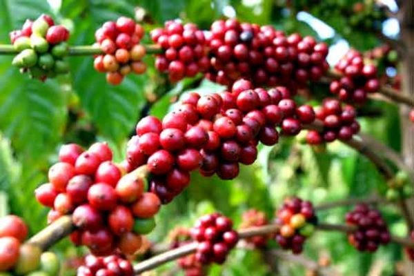 Giá cà phê trong tháng 3 giảm mạnh. (Nguồn ảnh: Internet)