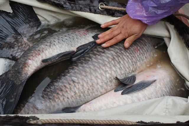 Cá trắm đen loại to được nhiều người lựa chọn cho ngày tết . (ảnh internet)