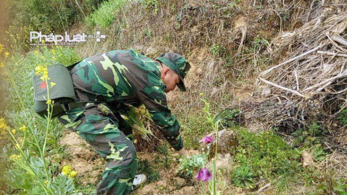 Lực lượng biên phòng triệt phá 1012 cây thuốc phiện.