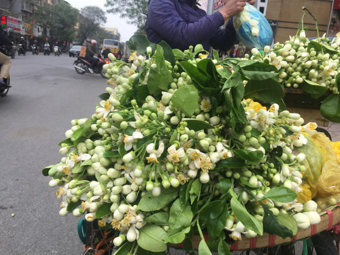 Vẻ đẹp tinh kh&ocirc;i hoa bưởi tr&ecirc;n đường phố H&agrave; Nội