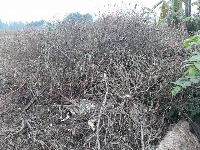 Đào bị chặt bỏ khá nhiều.